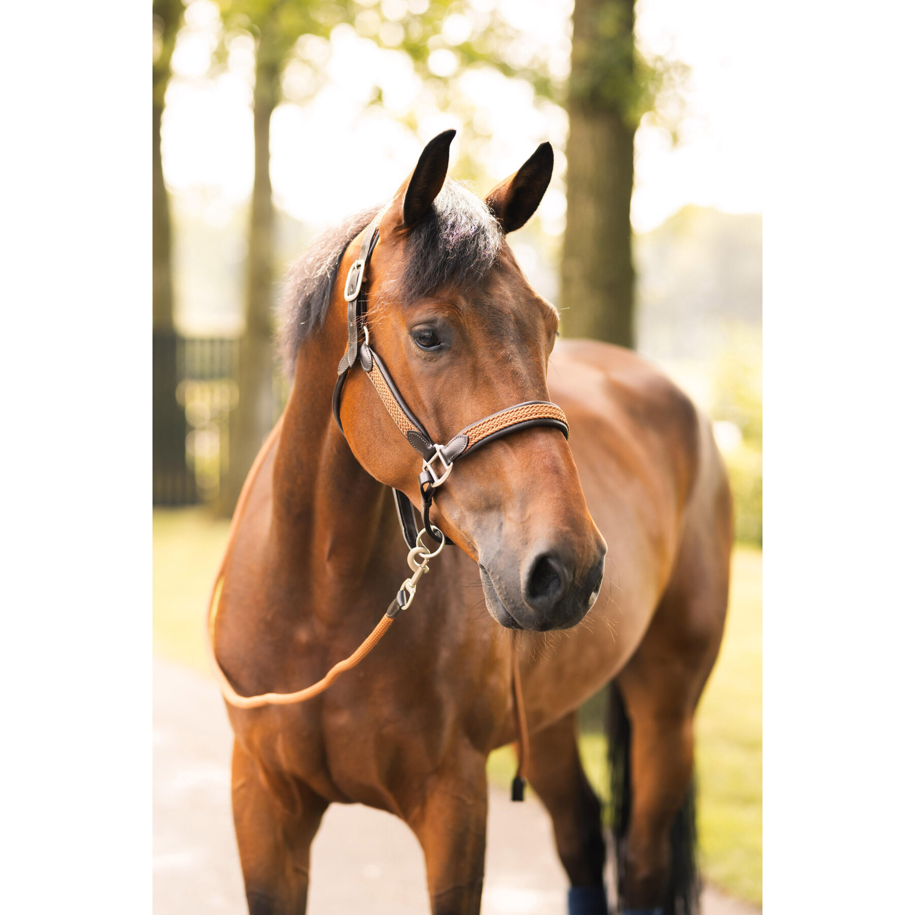 Leren halster voor paarden Horze B Vertigo Evolve