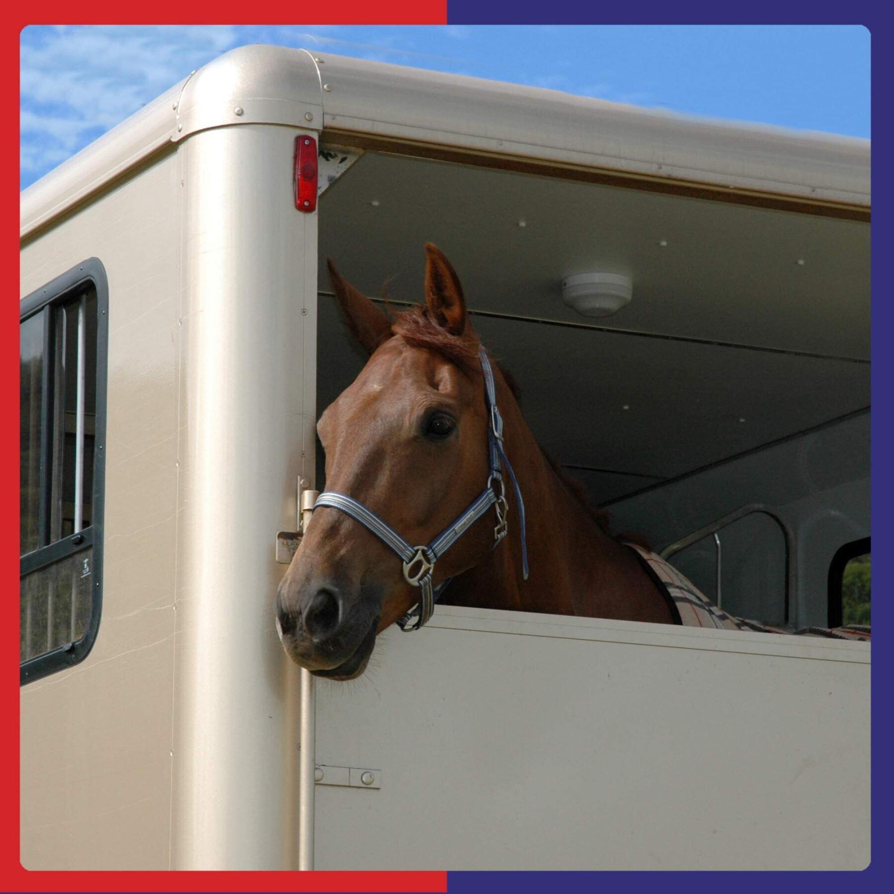 Voedingssupplement voor de spijsvertering van paarden Equine America Pro