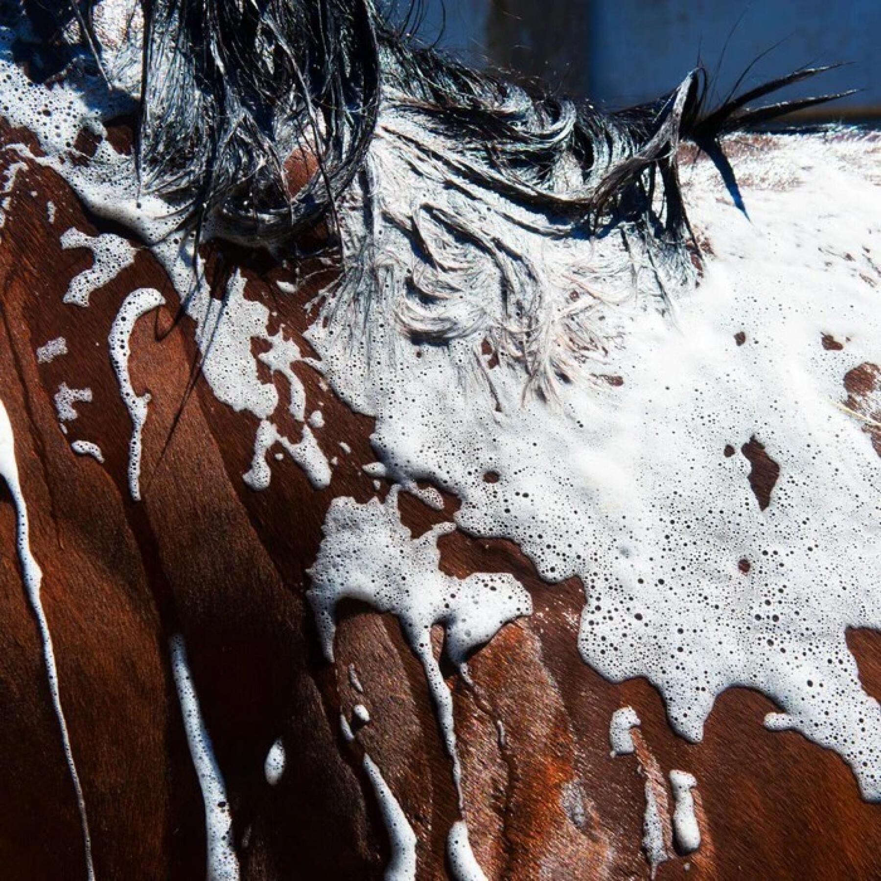 Paardenshampoo Foran Equine Bodywash 1 L