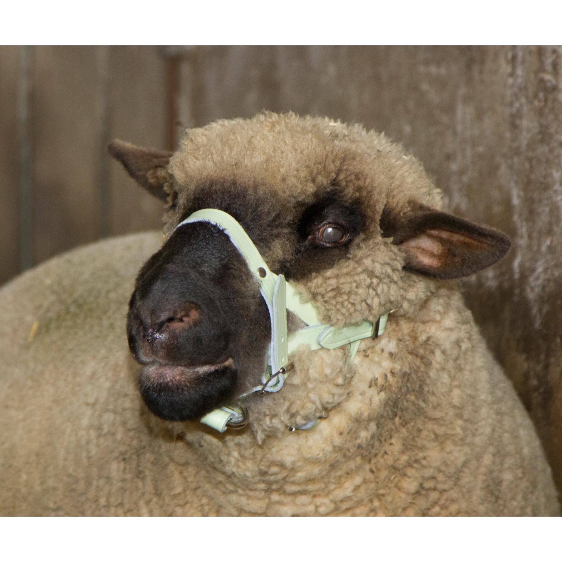Leren halster voor schapen Kerbl