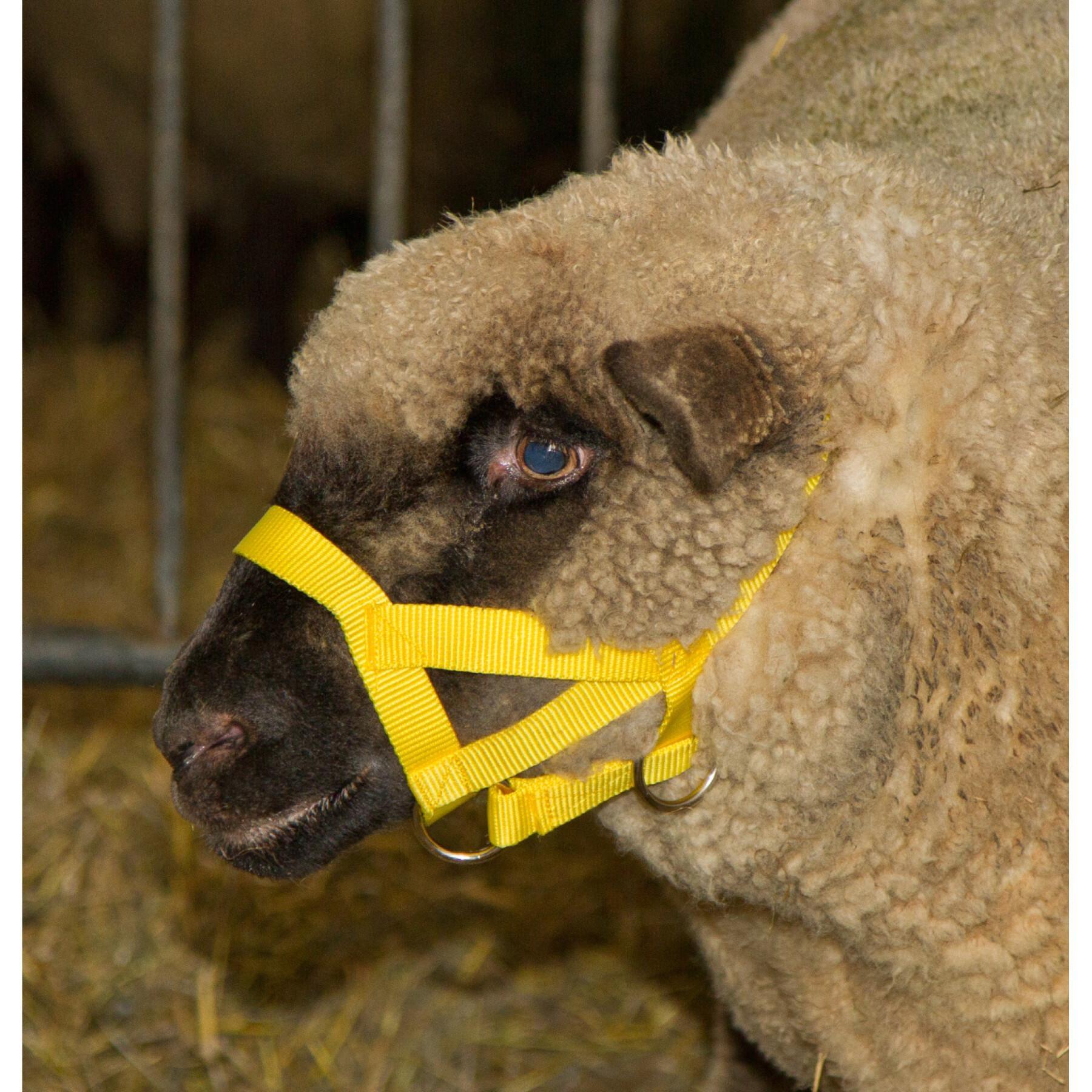 Halster voor schapen nylon verpakt Kerbl