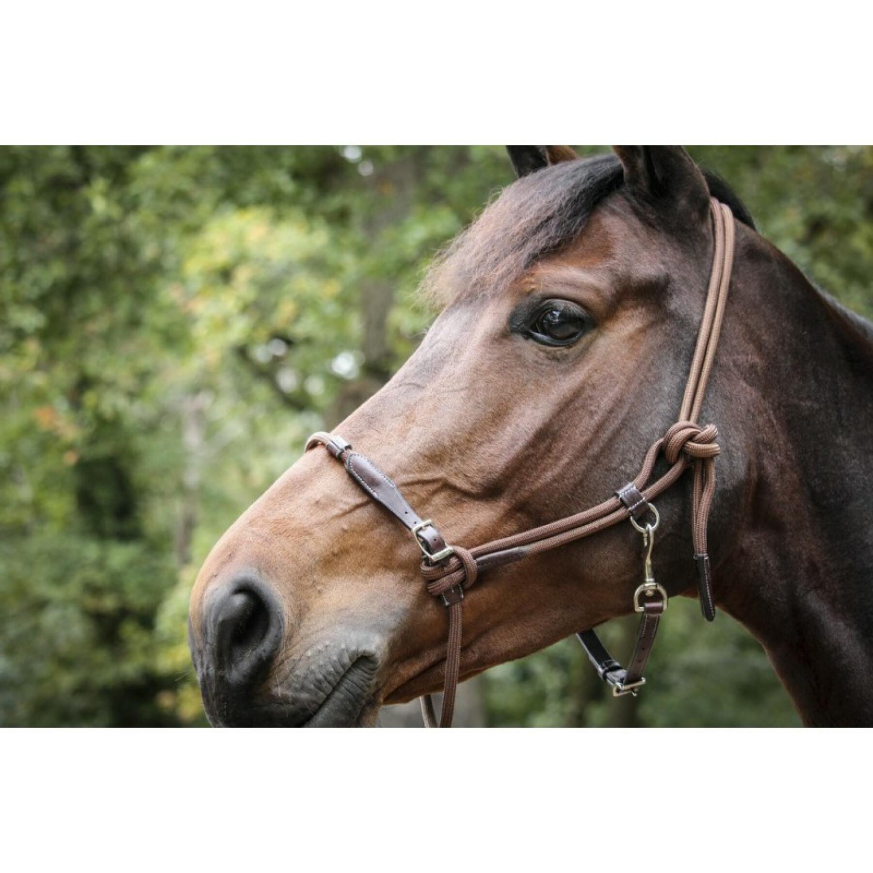 Verleiden Somber Extra Leren halster voor paarden Pénélope Point Sellier - Halter topjes - Halster  en leidsel - Paard