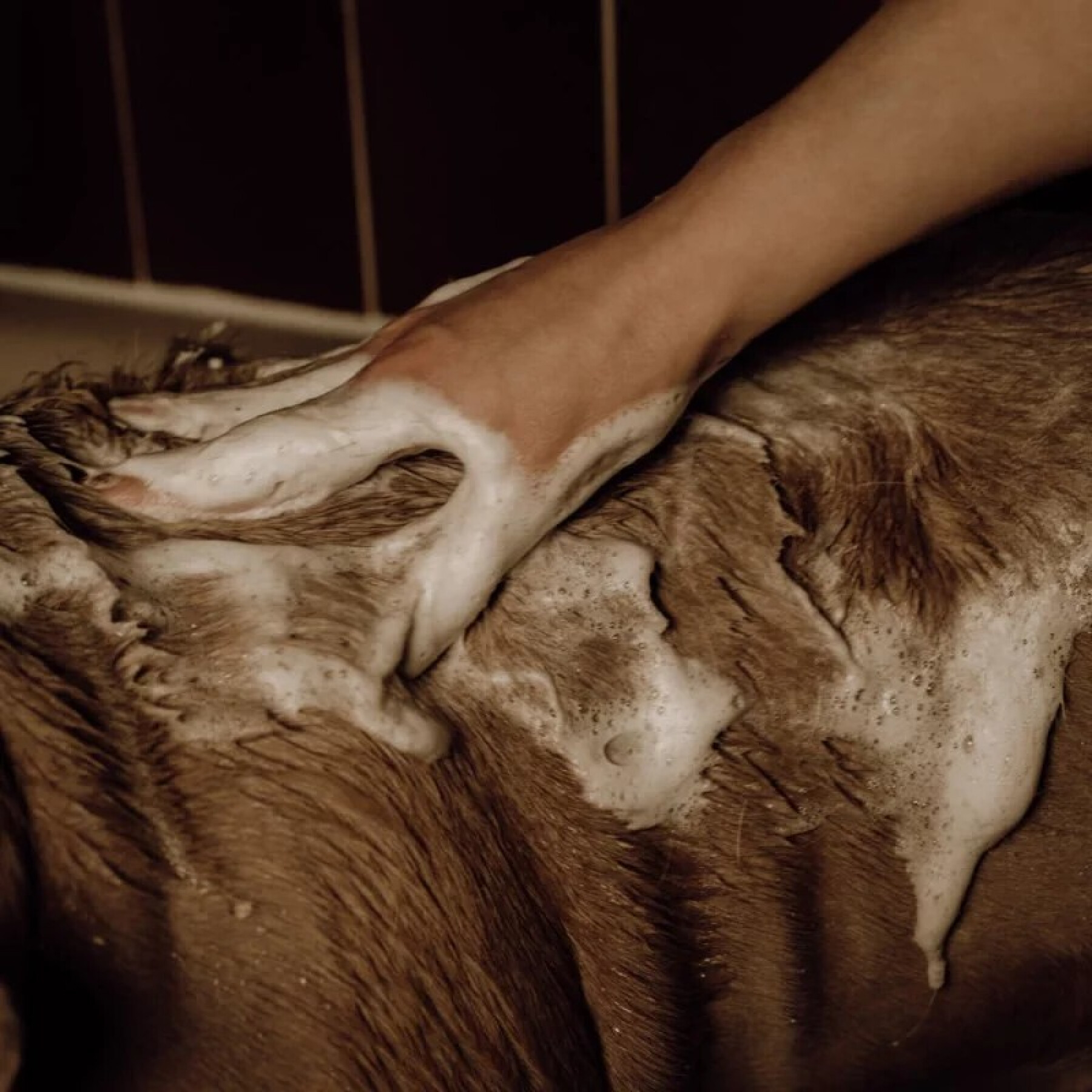 Schuimende shampoo voor honden Nellumbo