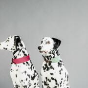 Hondenhalsband Kentucky Jacquard