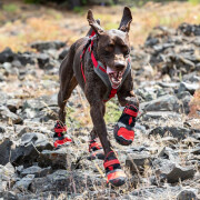 Trailschoenen voor honden Kurgo Blaze (x2)