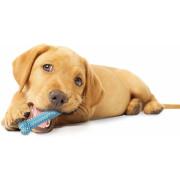 Hondenspeelgoed Nylabone Puppy Teething Dental Chew - Blue Chicken XS